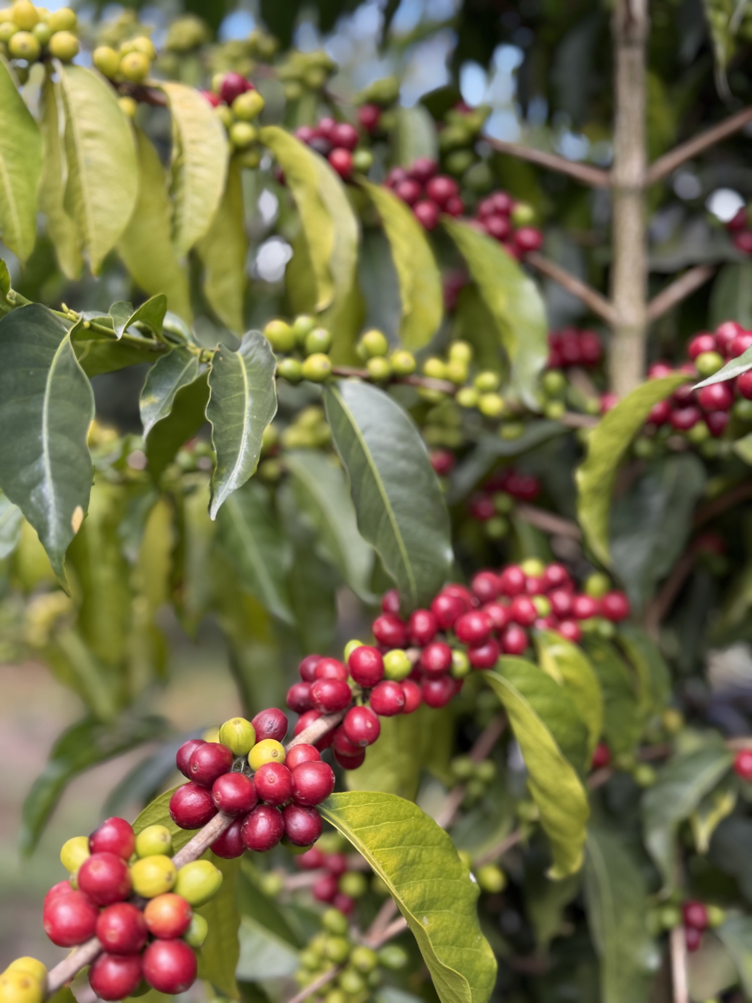 Tour de café y cata en la finca