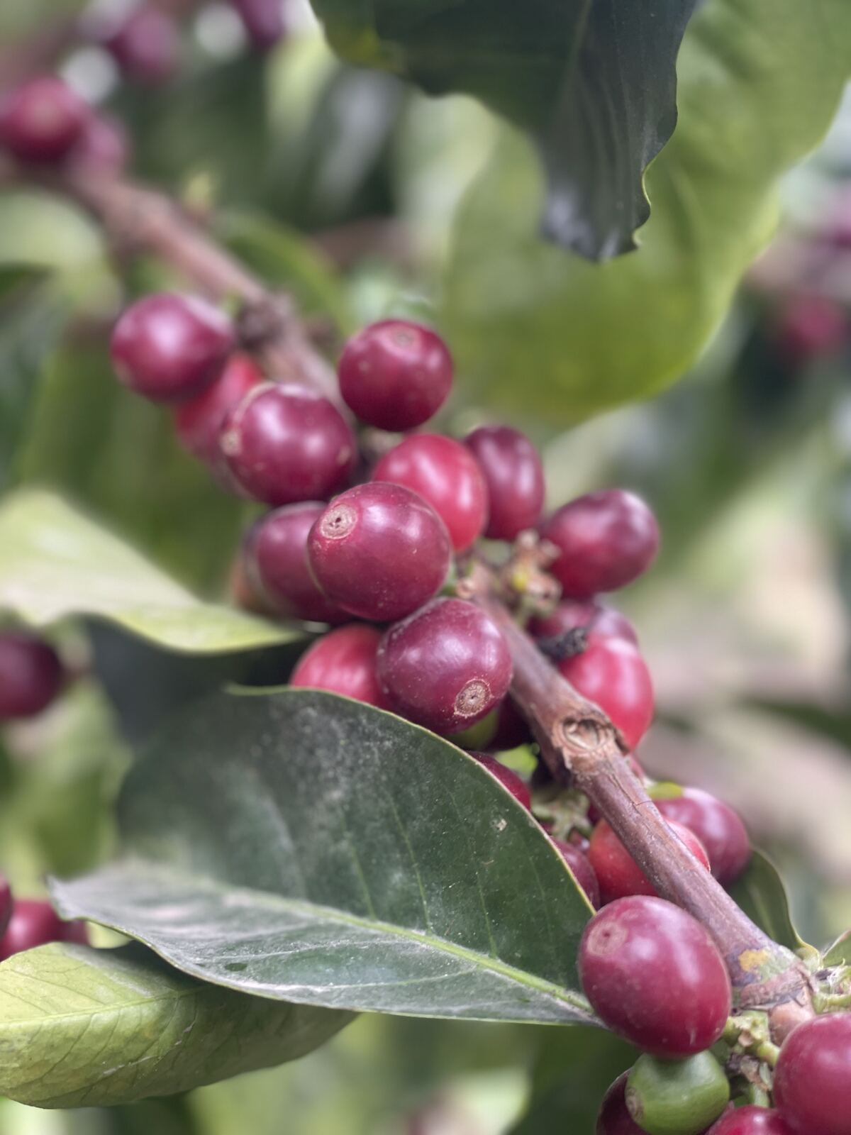 Ripe cherries at Finca El Paraíso
